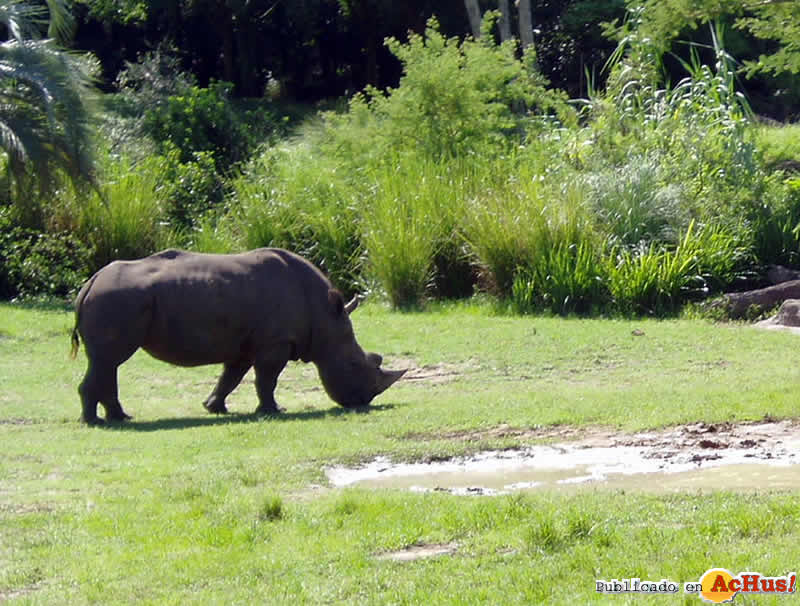 Imagen de Disney´s Animal Kingdom  Rinocerontes Kilimanjaro Safaris